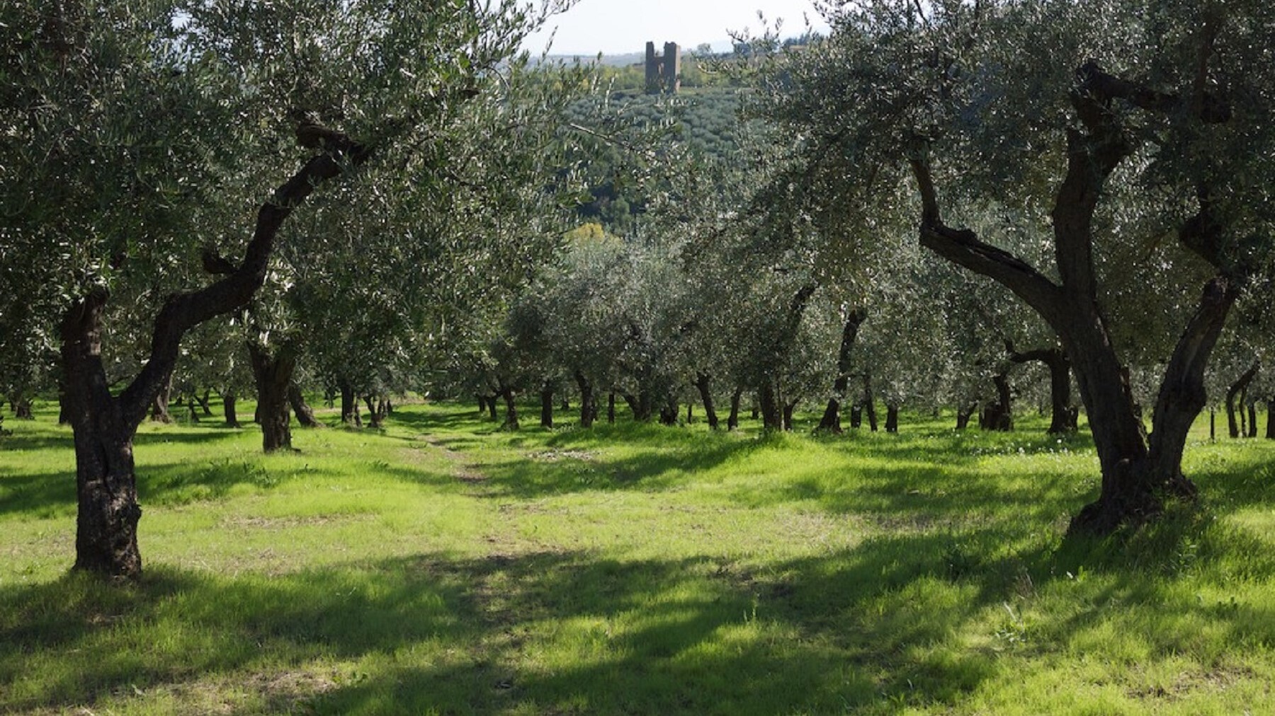 Azienda Agricola Forcella