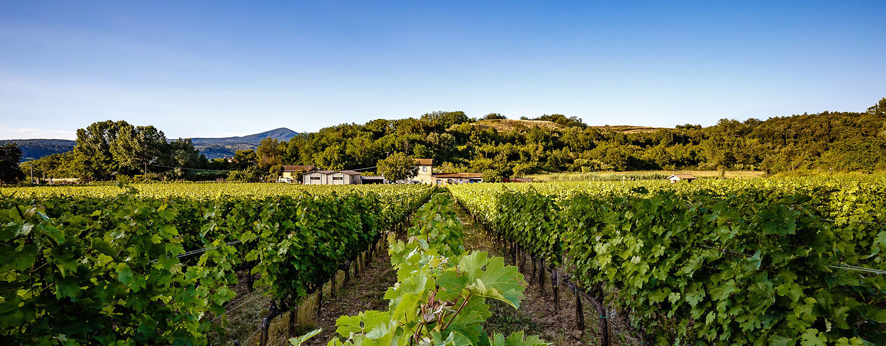 Tenuta La Macchia