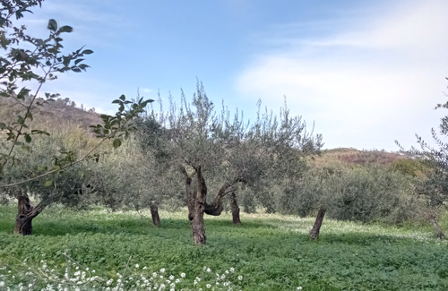 Flavors of Sicily, Extra Virgin Olive Oil  - Organic farm Licia Guccione  (Sicily)