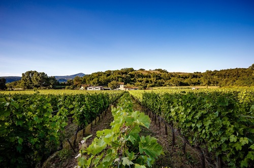 Wine tasting at sunset - 2 people - Tenuta la Macchia (Tuscany)