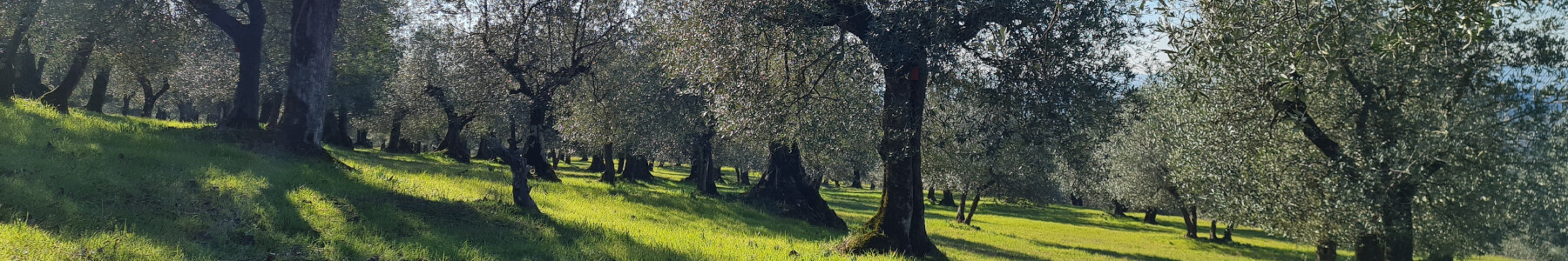 Fattoria Ramerino